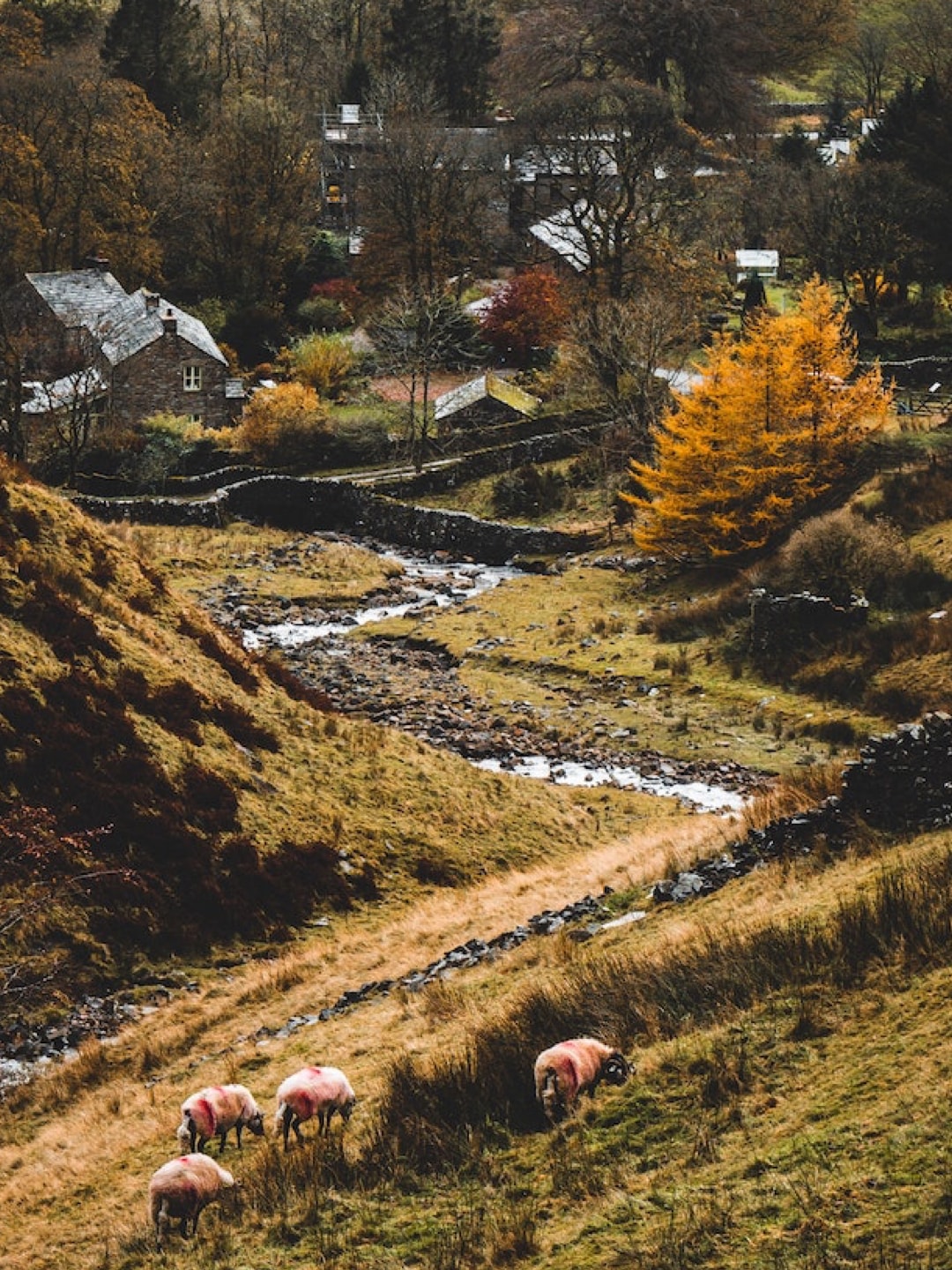 Farmland with a creek and hedgerows